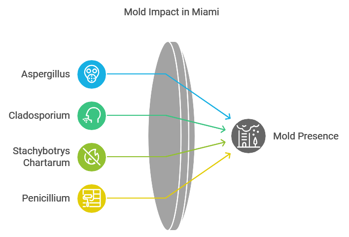 Types of Mold