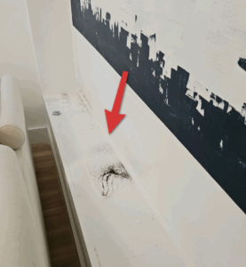 miami mold inspector