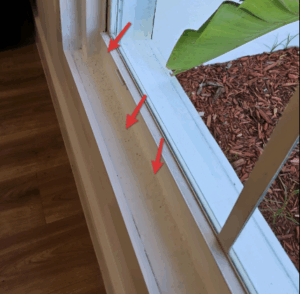 mold inspector miami